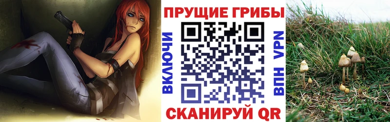 маркетплейс телеграм  цена наркотик  Кировград  Псилоцибиновые грибы Magic Shrooms 